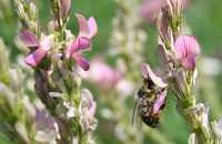 Эффективность многократного посещения цветков пчелами