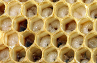 Визуализация стадий развития расплода в пчелиной семье