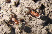 Рыжие лесные муравьи — санитары пасеки