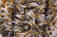 Выбираем породу пчел