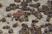 Коллапс пчелиных семей: цельная картина из маленьких кусочков?