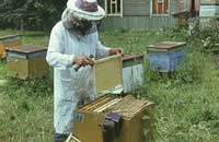 Физиологическое состояние пчел при подкормке селеном