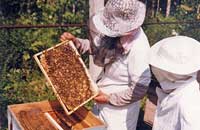 Простая и эффективная система содержания пчелиных семей