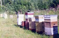 Размножение семей с сохранением качества пчел и повышением продуктивности пасеки