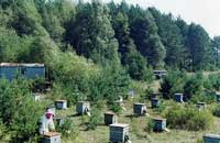 Породное районирование и «лучшие пчелы» для России