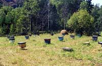 Важные моменты практического пчеловодства