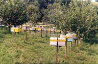 Украинские пчелы