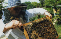 Грани пчеловодной культуры