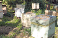 Осенне-зимние заботы пчеловода