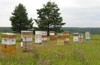 Рекомендации начинающим пчеловодам 