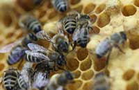 Получение апидобавок из личинок пчел