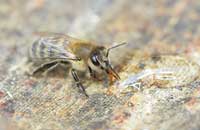 Селекционные признаки пчел
