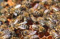 Диагностика состояния пчелиной семьи: новые подходы и методы решения