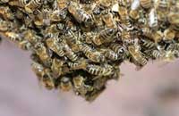 Вятским пчеловодам угрожает европейский гнилец