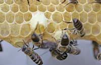 Генетические параметры полигенных признаков пчел