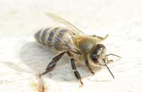 Изучение цветового зрения маток медоносной пчелы