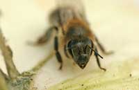 Вирозы пчел