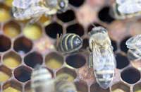 Сохранить генофонд среднерусских пчел