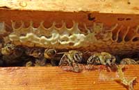 Ученые о дальневосточных (приморских) пчелах (2)