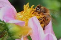 Продукты пчеловодства при гипертонии