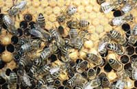 Эпибрассинолид и цитокинин при весеннем развитии пчел