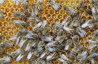 Факторы, определяющие распределение функций пчел в семье
