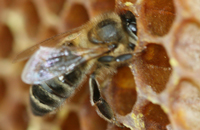 Леденец зимующей пчеле