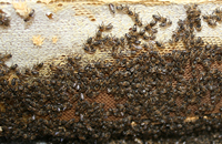 Закономерности жизни пчелиной семьи