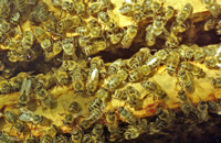 Забродивший мед — в ловушки