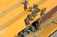 Расчет материального ущерба при отравлении пчел пестицидами