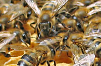 Ультраструктура покровных тканей пчелы