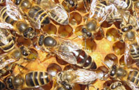 Аномалии и болезни пчелиных маток