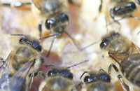 Стимулирование развития семей пчел