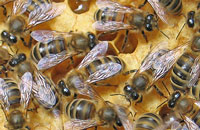 Тактика борьбы с варроатозом пчел