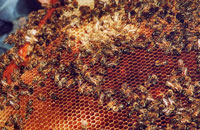 Лечение пчел и дезинфекция