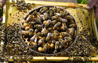 Перспективный продукт пчеловодства 