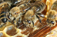 Восстановим ареал среднерусской пчелы