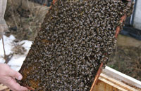 Защита пчел от повышенной влажности во время зимовки