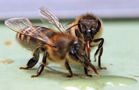 Эффективная подкормка для пчел полизин