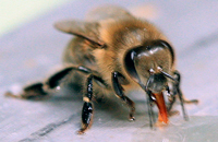 Голодание — причина массовой гибели пчел