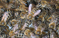 Новые положения в технологии содержания пчелиных семей