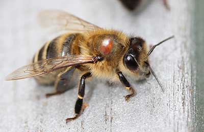 пчела, клещ варроа