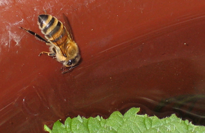 пчела водонос