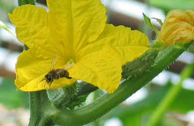 пчелы на опылении огурца