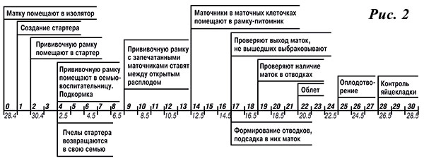 График вывода маток