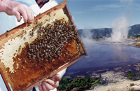 Экологическая чистота продуктов пчеловодства Камчатки