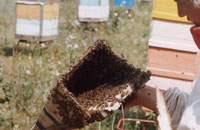 Немного о роении пчел