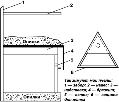 зимовка пчел