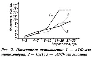 активность митоходрий