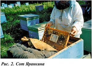 Как вывести матку пчелы: природные и искусственные способы, сроки, календарь